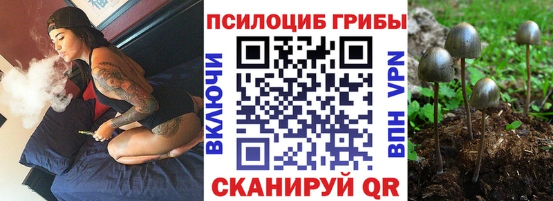 где купить наркотик Можайск Псилоцибиновые грибы Psilocybine cubensis